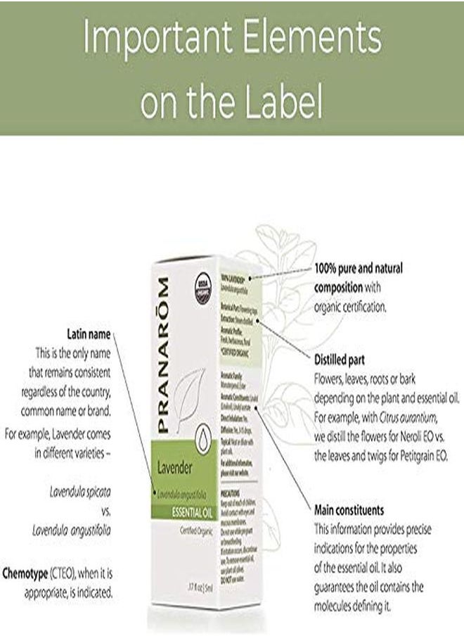 PRANAROM - Rosemary Cineole Essential Oil (5Ml) 100% Pure Natural Therapeutic Grade Essential Oil For Diffusing And Hair Health | Usda And Ecocert Certified Organic - Image 1