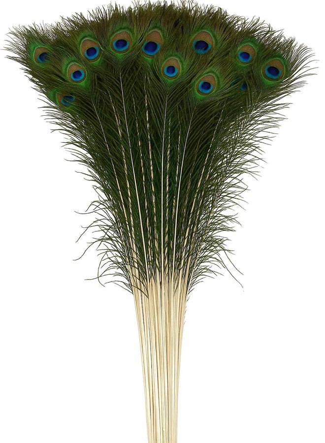 RAGHAV Original Peacock Feathe Tails Morpankh for DIY Craft, Home, and Party Decoration Peacock Feathers (10 to 12 Inch, 10 Piece) - Image 1