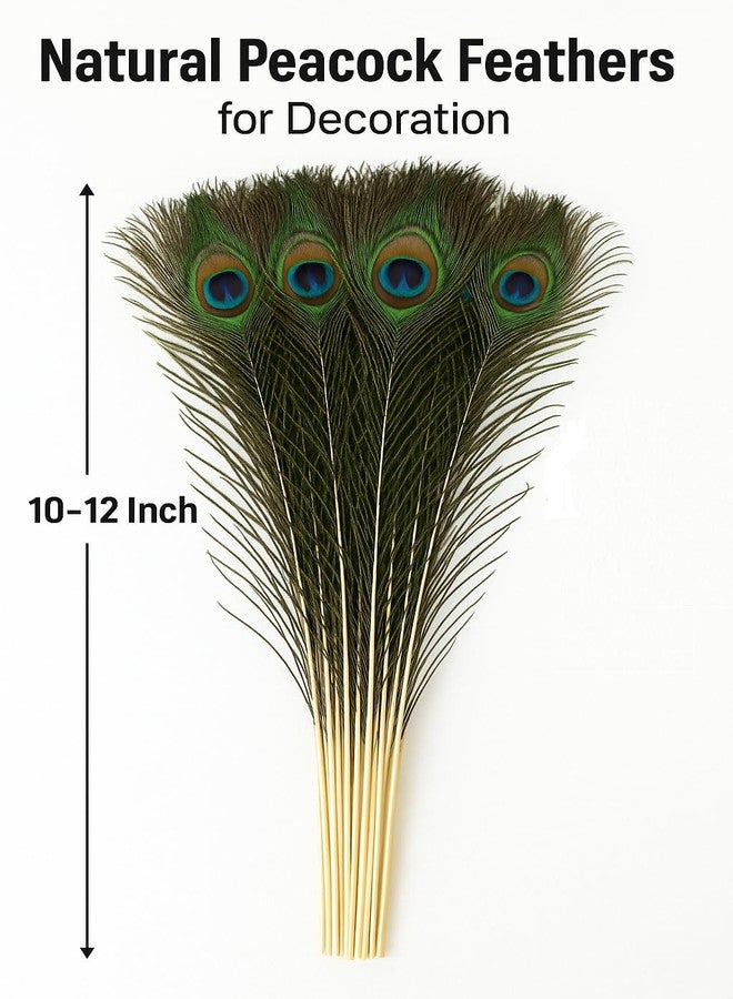 RAGHAV Original Peacock Feathe Tails Morpankh for DIY Craft, Home, and Party Decoration Peacock Feathers (10 to 12 Inch, 10 Piece) - Image 2