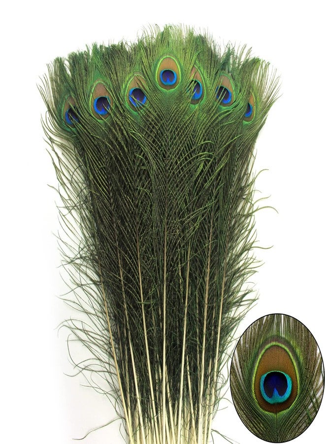 RAGHAV Original Peacock Feathe Tails Morpankh for DIY Craft, Home, and Party Decoration Peacock Feathers (10 to 12 Inch, 10 Piece) - Image 3