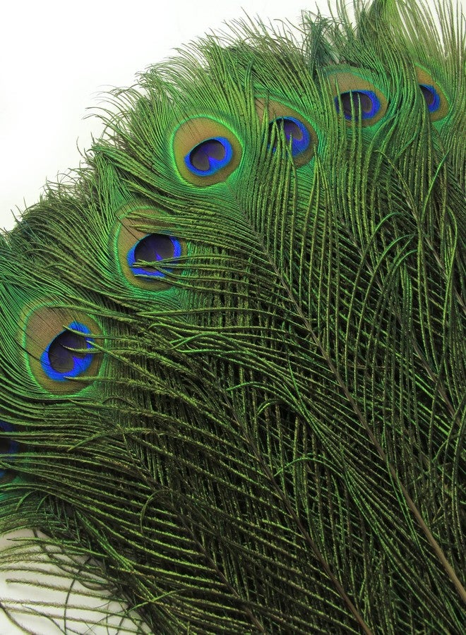 RAGHAV Original Peacock Feathe Tails Morpankh for DIY Craft, Home, and Party Decoration Peacock Feathers (10 to 12 Inch, 10 Piece) - Image 5