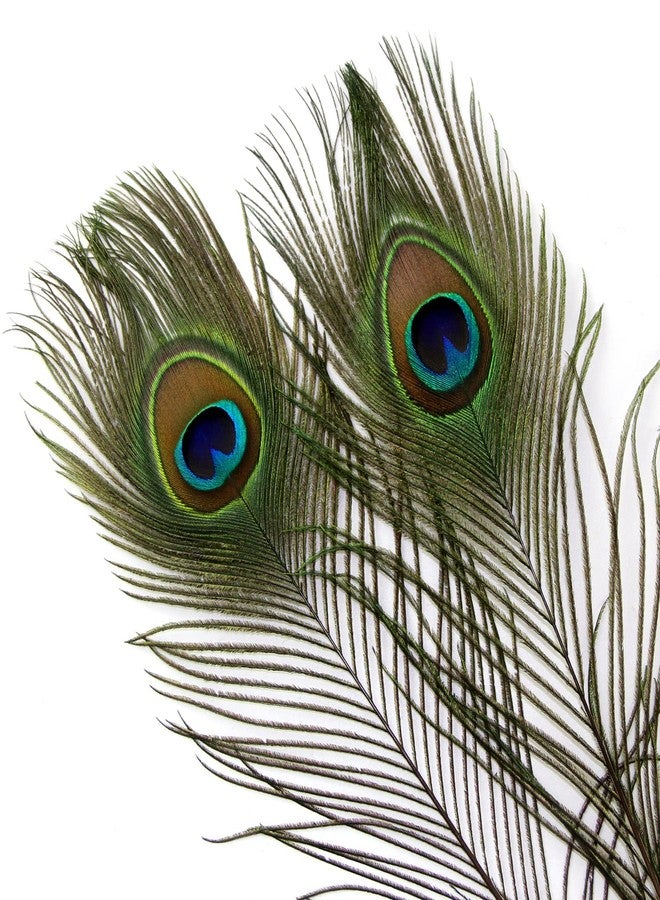 RAGHAV Original Peacock Feathe Tails Morpankh for DIY Craft, Home, and Party Decoration Peacock Feathers (10 to 12 Inch, 10 Piece) - Image 4