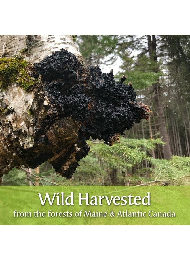 MY BERRY مسحوق شاي شاجا والتوت البري البري من ولاية مين، يصنع أكثر من 200 حصة، 100% شاجا تم جمعه من البرية من الولايات المتحدة وكندا - Image 4