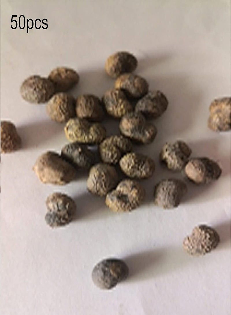 GGOOT Seed for Planting,50Pcs Bottle Palm Tree Seeds Tropical Plant Home Garden Balcony Bonsai Decor-Palm Tree Seeds - Image 2