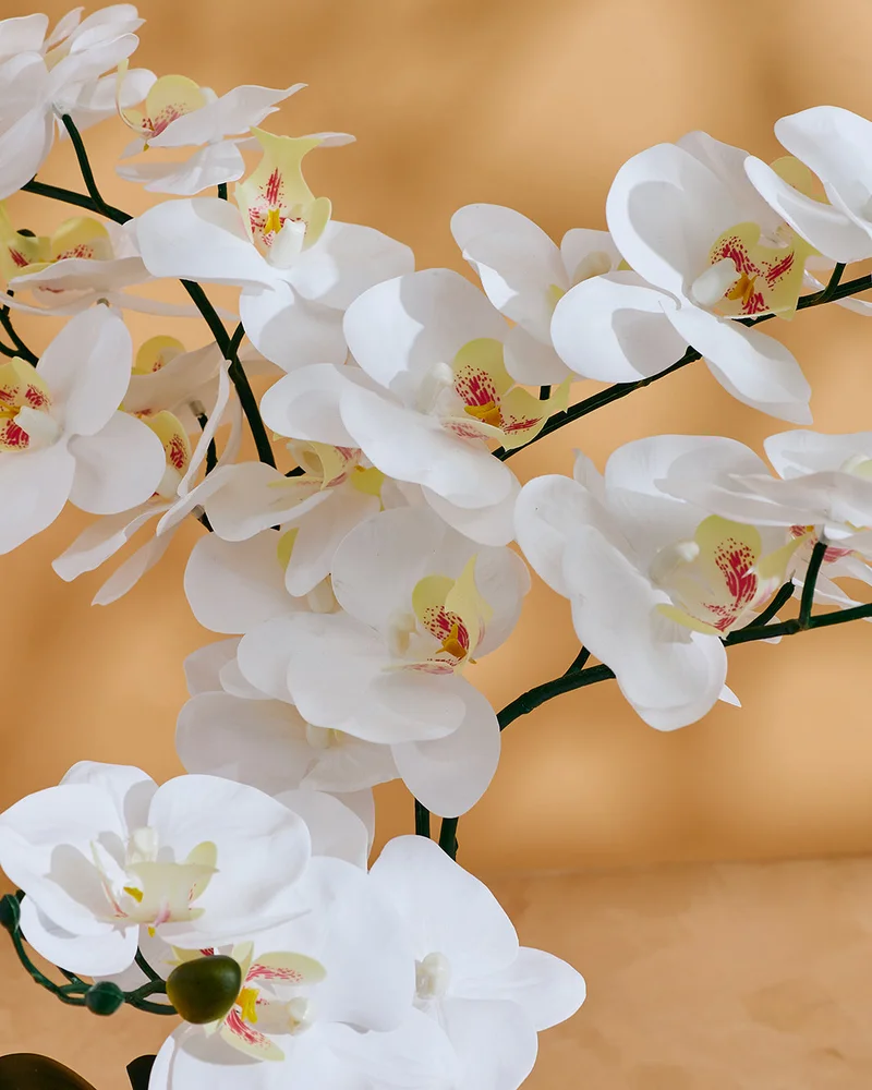 Redtag White Orchid In Planter 55x50Cm