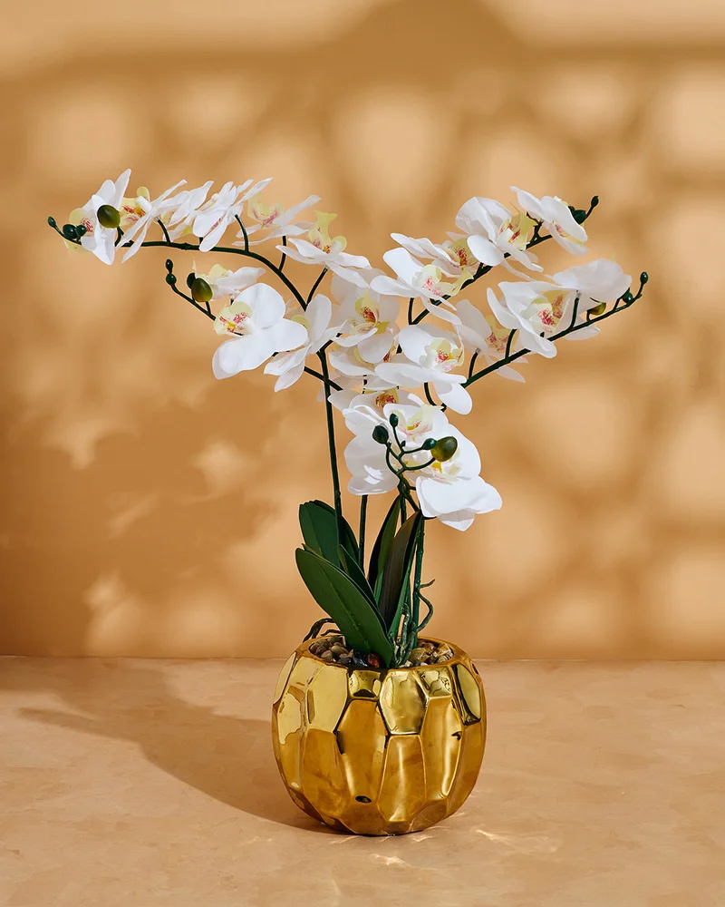 Redtag White Orchid In Planter 55x50Cm