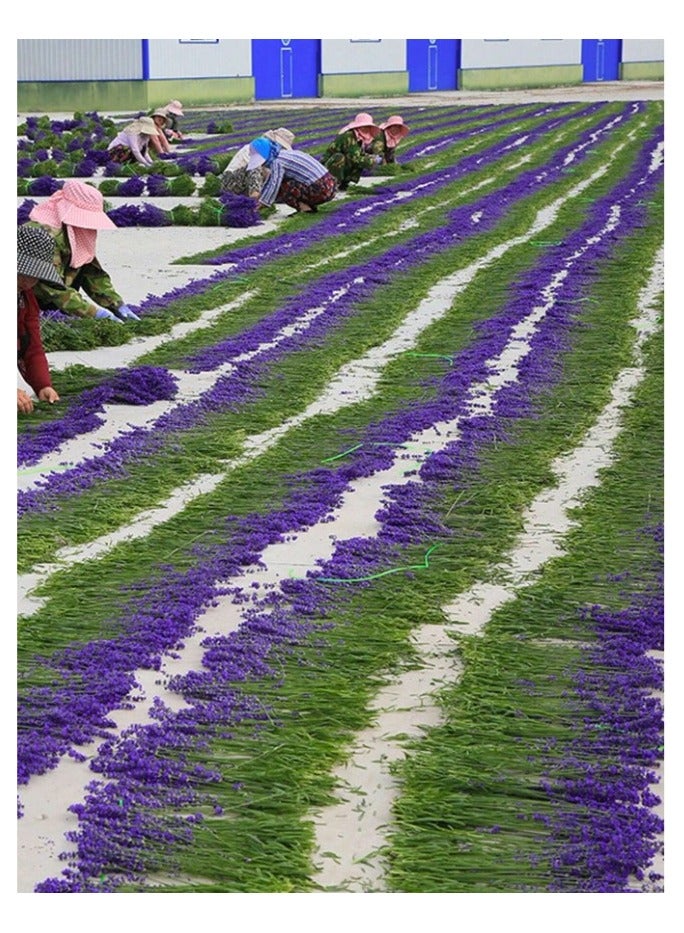 Dried Lavender Flower Buds Sachets Cute Hand-Filled Lavender Sachets for Wardrobe, Bathroom, Car, Aromatherapy 4 bags  - Image 5