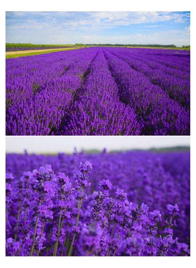 Dried Lavender Flower Buds Sachets Cute Hand-Filled Lavender Sachets for Wardrobe, Bathroom, Car, Aromatherapy 4 bags  - Image 4