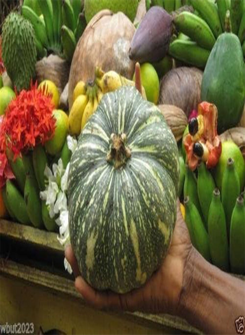 GGOOT Puerto Rican Pumpkin/Calabaza ( 10 Seeds) - Open pollinated, heirloom - Image 2