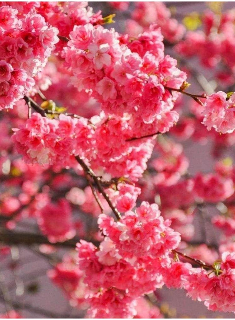 GGOOT 100Pcs Sakura Seeds  - Image 4