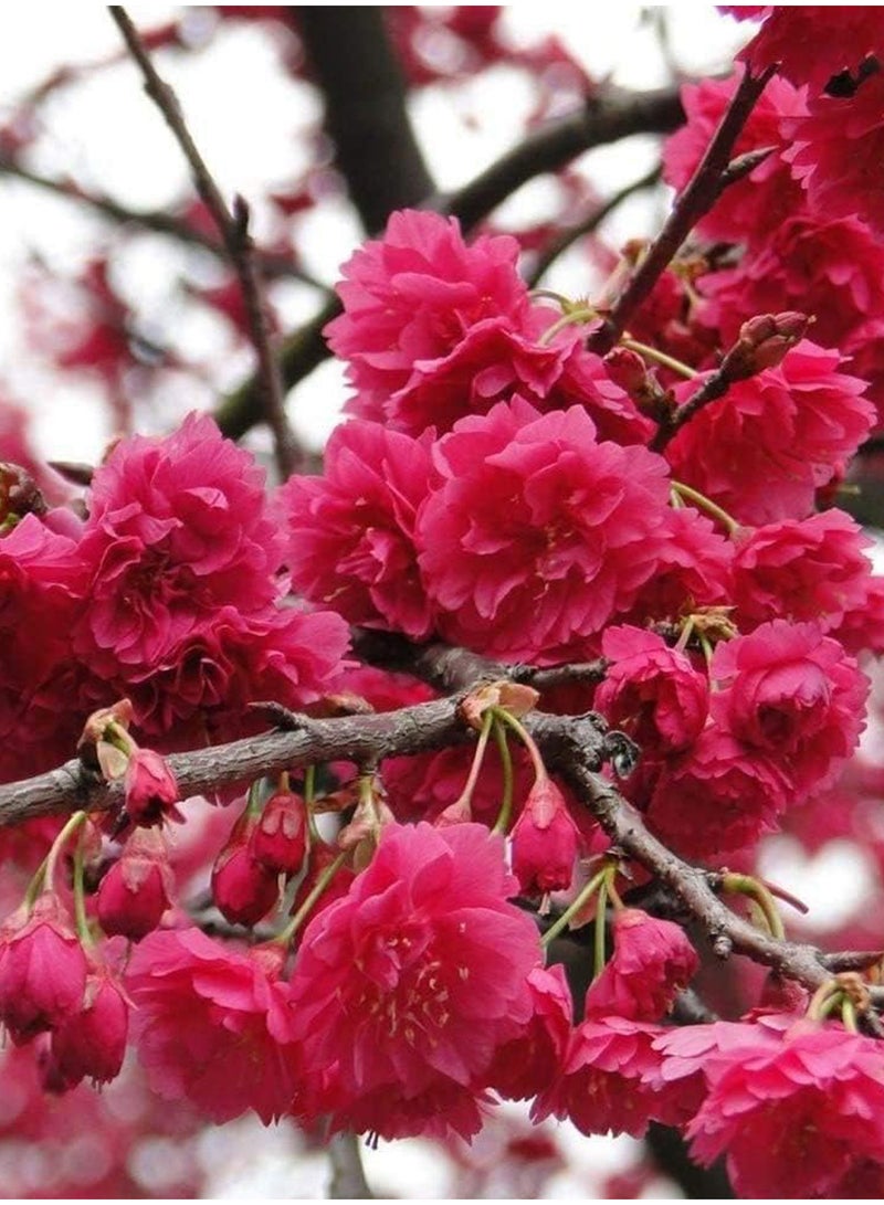 GGOOT 100Pcs Sakura Seeds  - Image 3