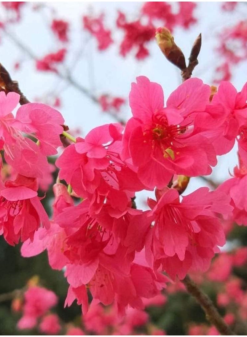 GGOOT 100Pcs Sakura Seeds  - Image 2