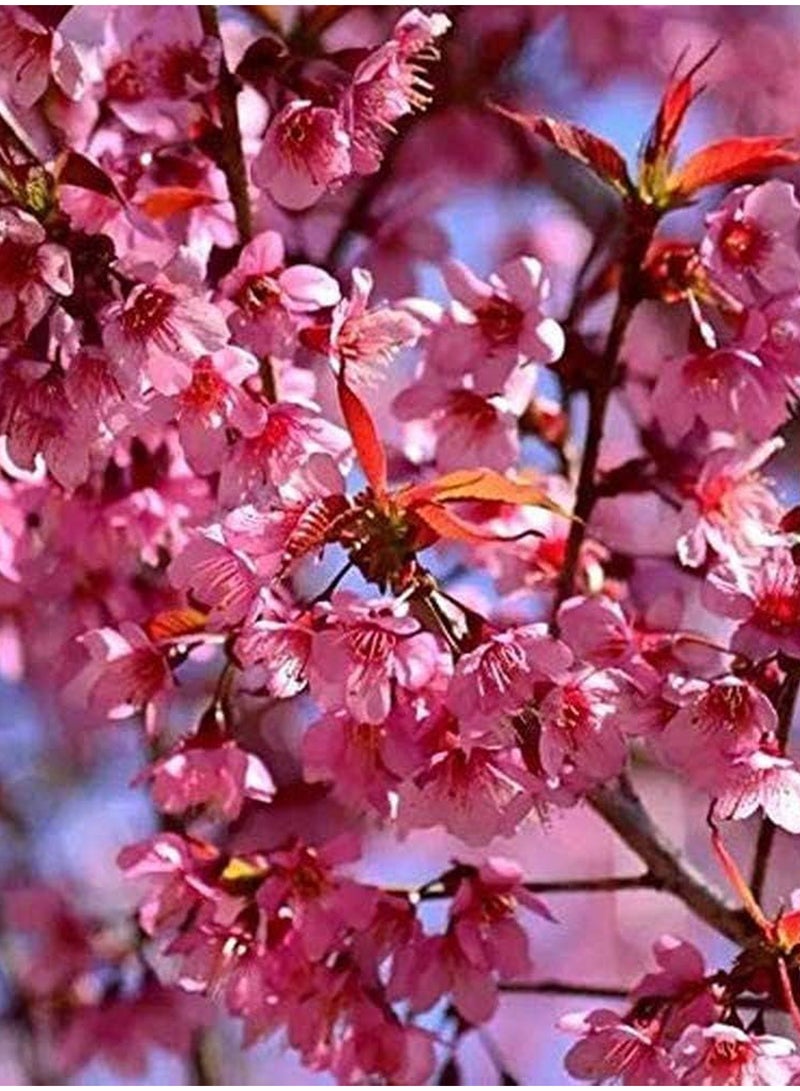 GGOOT 100Pcs Sakura Seeds  - Image 1