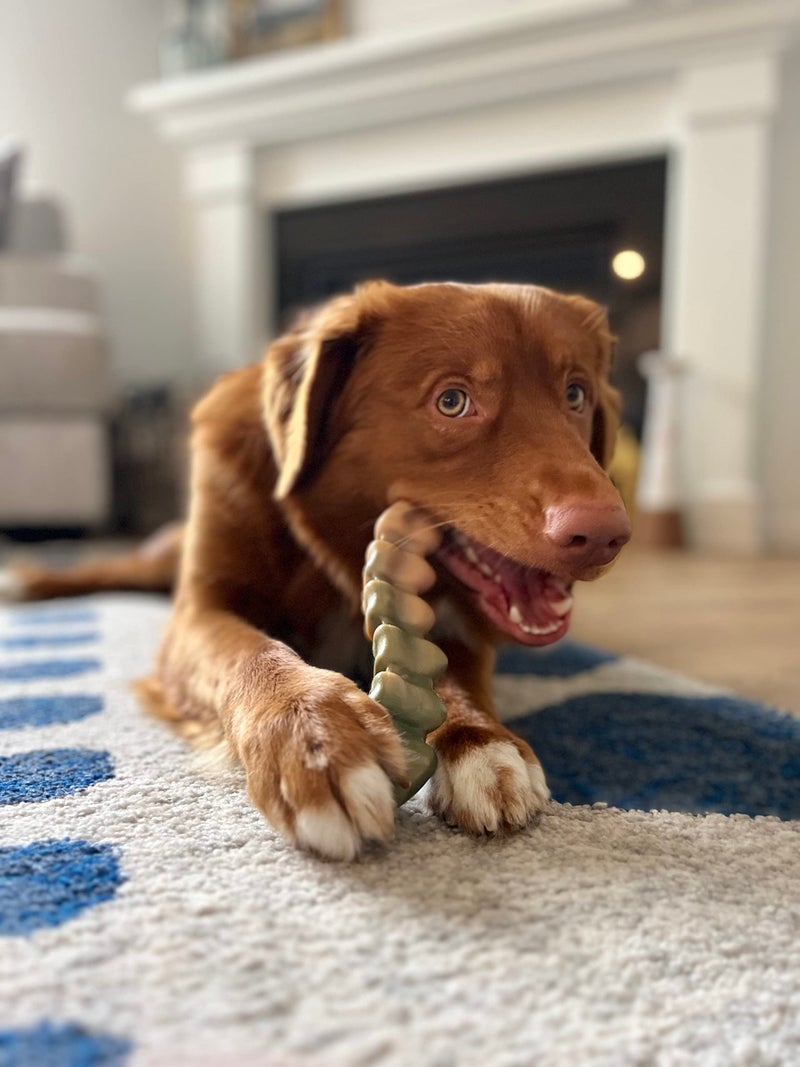Nylabone Gator Tail Alternative Power Chew Toy for Dogs, Dog Toys for Aggressive Chewers, Chicken Flavor, Large - Up to 50 lbs, 1 Count - Image 2