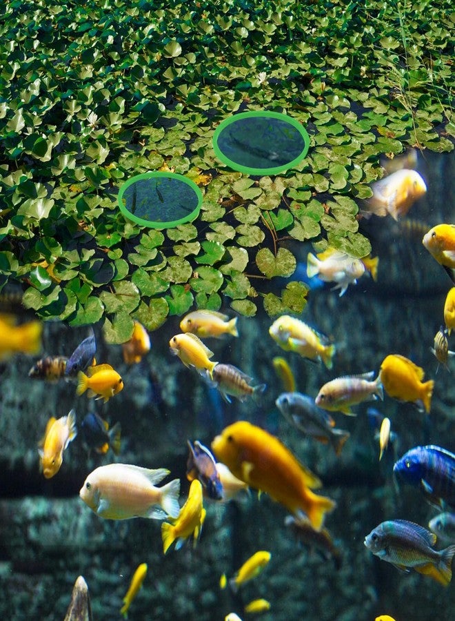 Jeffdad جيفداد، 5 قطع من حلقات النباتات العائمة لأحواض السمك، حلقات تغذية الأسماك المصنوعة من الفوم، حلقات تغذية لأحواض السمك، لاعتراض النباتات العائمة (أخضر) - Image 5