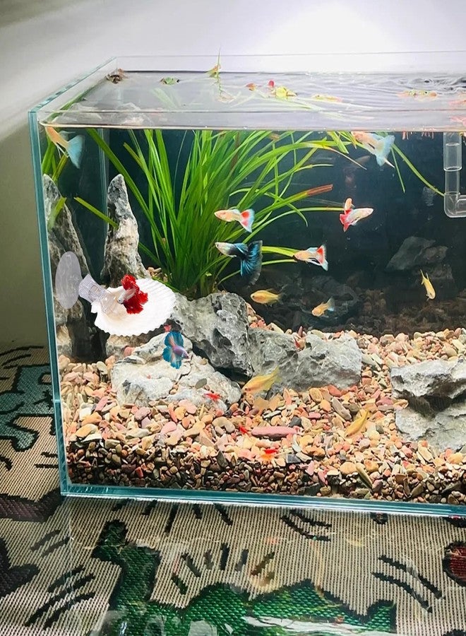 SnowTing 3 PCS Natural Shell Betta Fish Resting Spot, Betta Hammock Small Shell Bed with Suction Cups, Natural Habitat Breeding Spawning Ground for Betta, Shrimp, Aquarium Accessories Decorations - Image 2