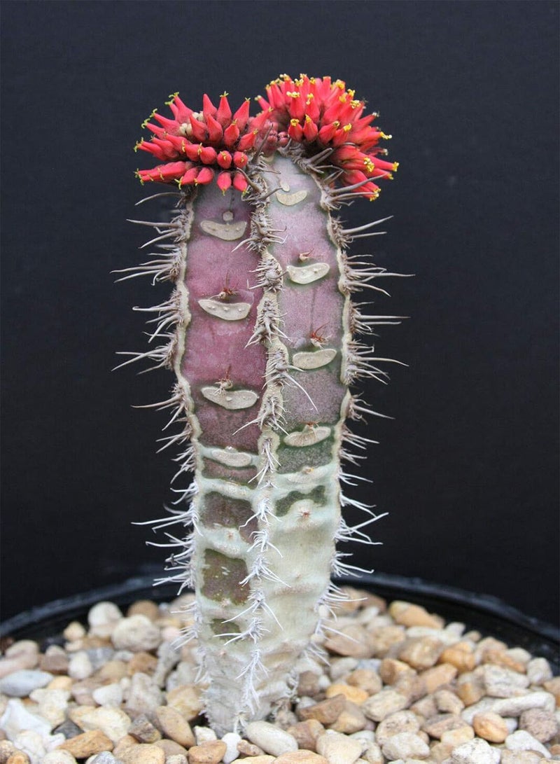 جي جوت بذور نادرة من نبات الصبار النخيلي الأزرق من مدغشقر، 5 بذور