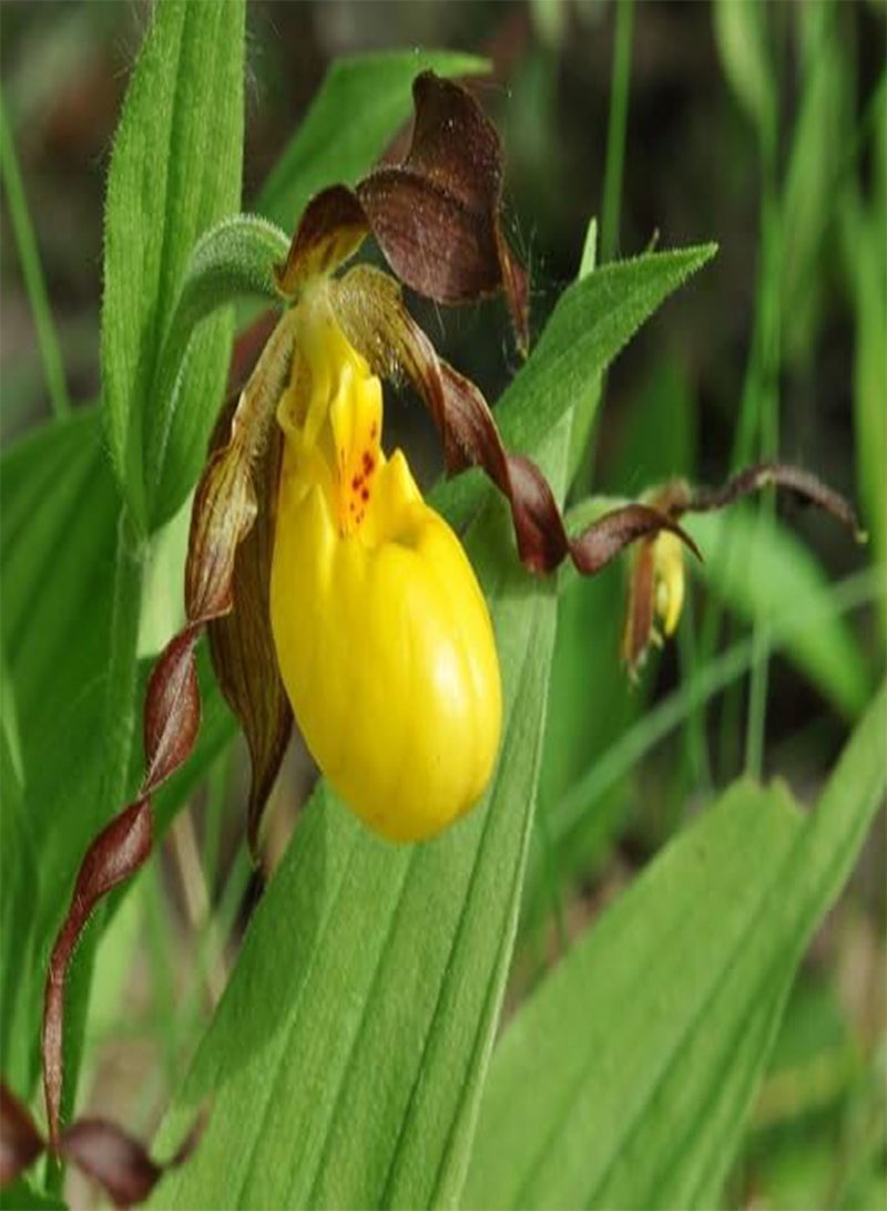 GGOOT 50pcs Slipper Orchid Plant Seeds - Image 1