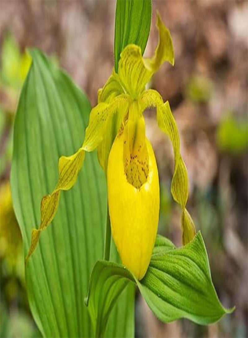 GGOOT 50pcs Slipper Orchid Plant Seeds - Image 2