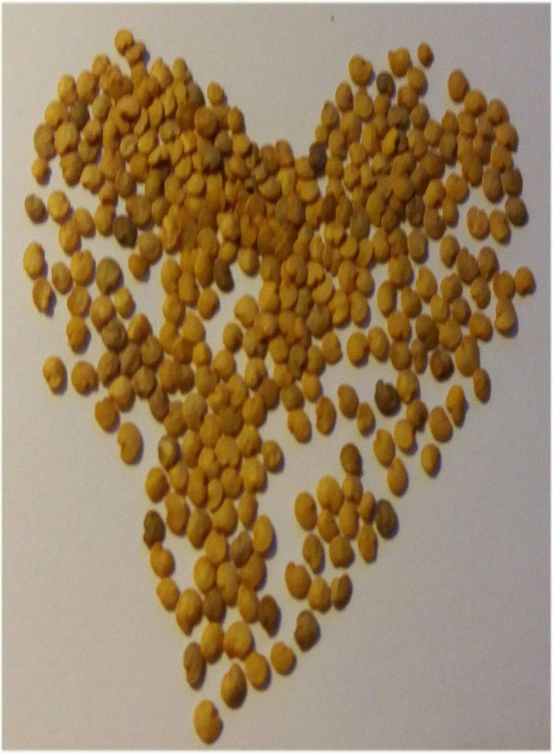 GGOOT Aubergine Black Beauty Egg Plant Approx, 150 Seeds Easy to Grow - Image 2