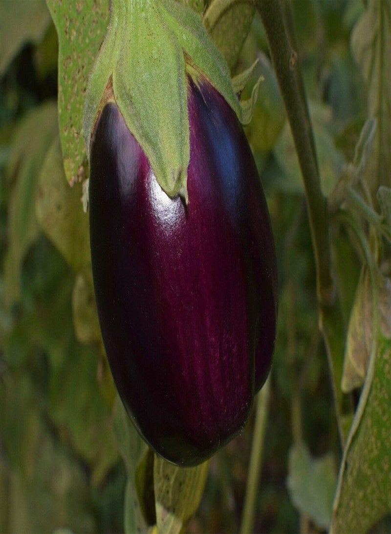 GGOOT Aubergine Black Beauty Egg Plant Approx, 150 Seeds Easy to Grow - Image 3