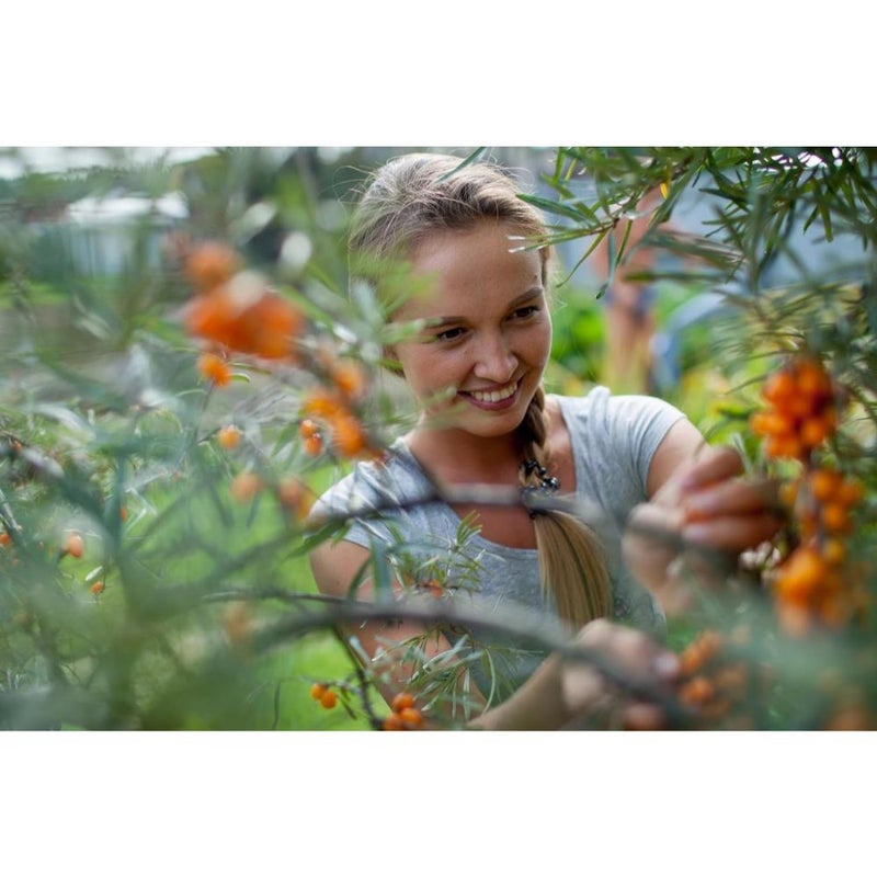 بذور نبق البحر (Hippophae rhamnoides) - 100 بذرة - أصناف تراثية - تلقيح مفتوح - Image 4