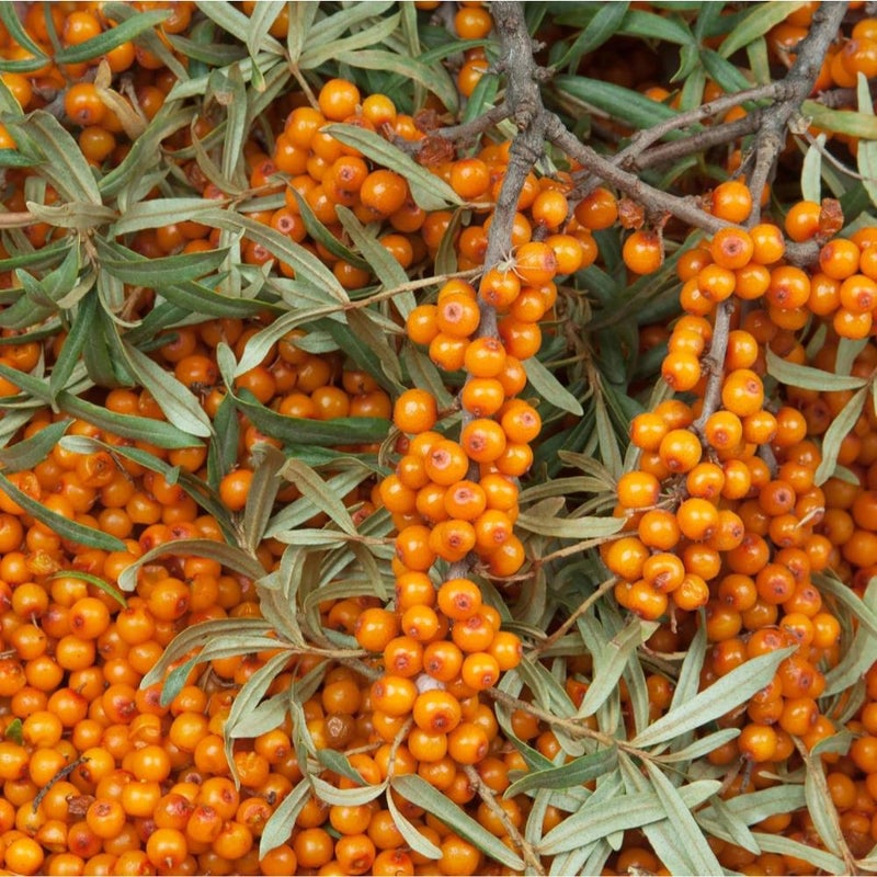 بذور نبق البحر (Hippophae rhamnoides) - 100 بذرة - أصناف تراثية - تلقيح مفتوح - Image 1