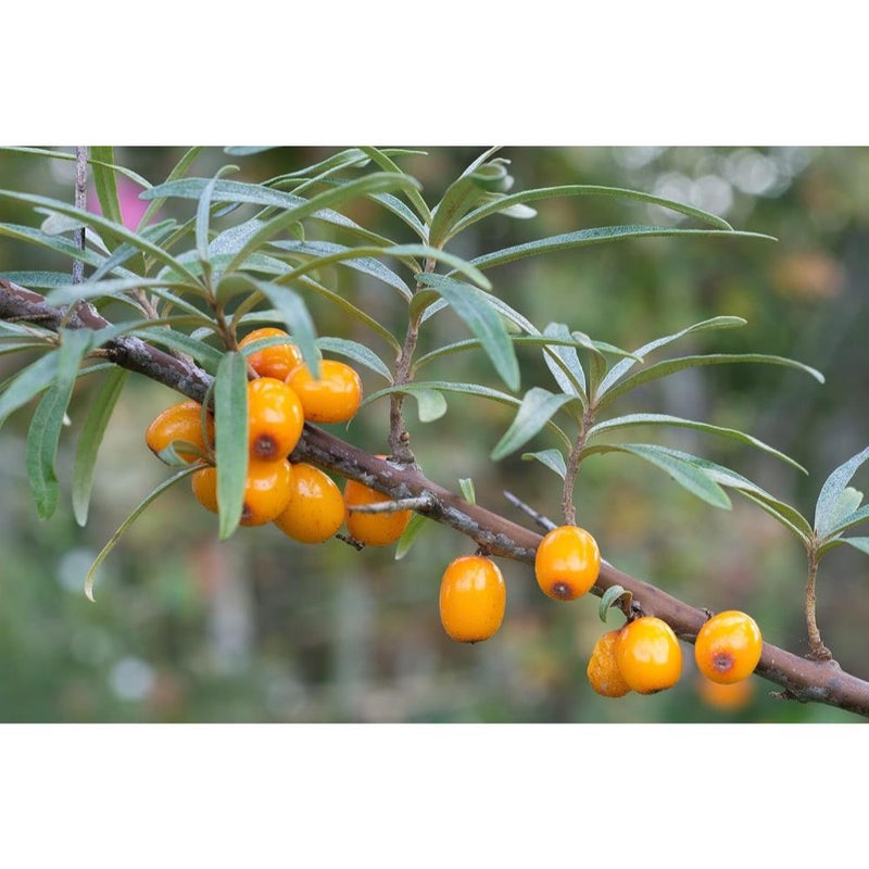 بذور نبق البحر (Hippophae rhamnoides) - 100 بذرة - أصناف تراثية - تلقيح مفتوح - Image 5