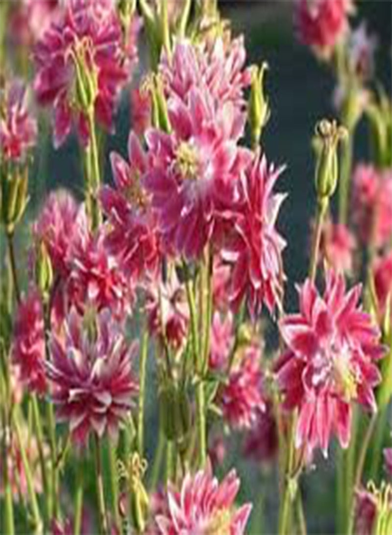 GGOOT Columbine Nora Barlow Pink Aquilegia Vulgaris - 500 Bulk (PKD) Seeds