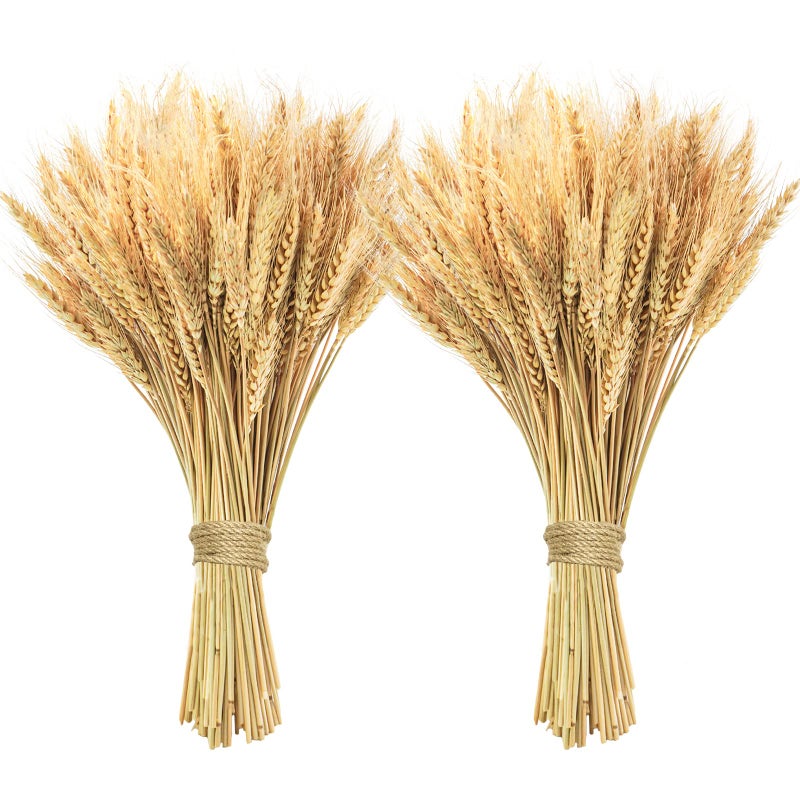 Phliofd Phliofd 200 Pcs Dried Wheat Stalks Dried Flowers Natural Wheat for Home Kitchen Office Flowers Arrangement Wedding Table Christmas Farmhouse Boho Party Fall Dcor 175 inches 