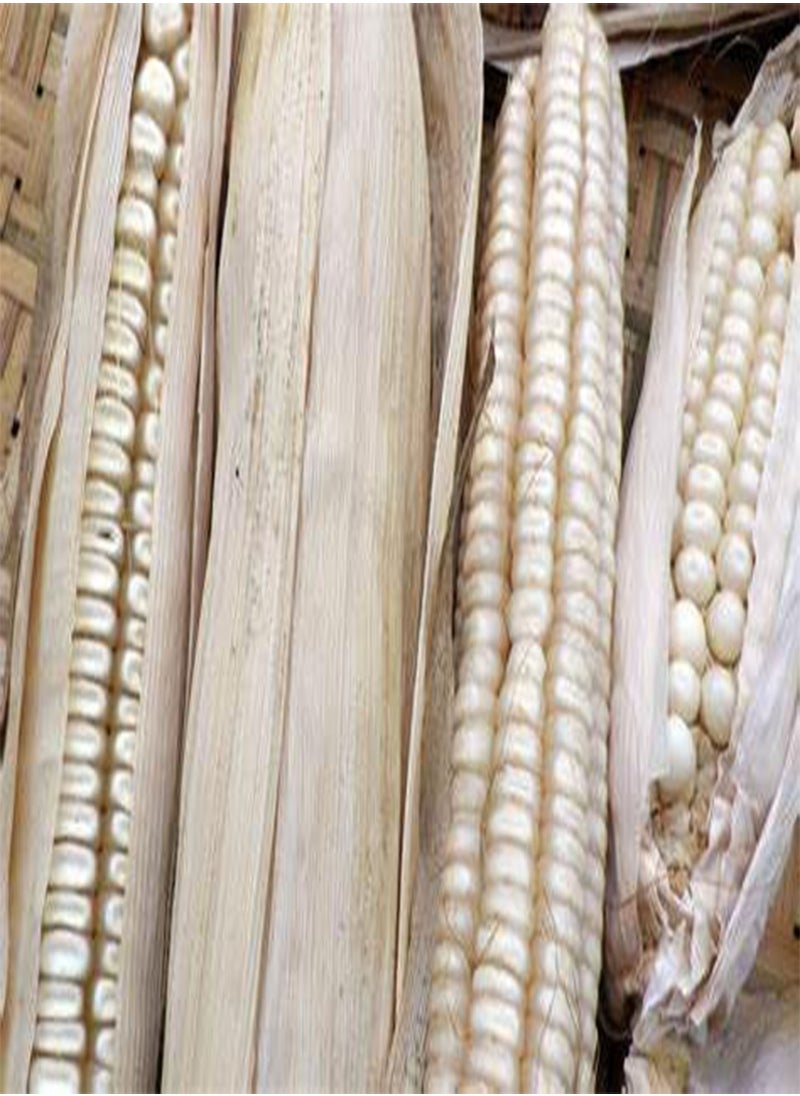 GGOOT Hickory King White Dent Corn Seeds for Planting 50 Seeds. 1 Ounce of Seeds. Heirloom Non GMO Garden Vegetable Bulk Survival Wildlife Deer Foodplot  - Image 2