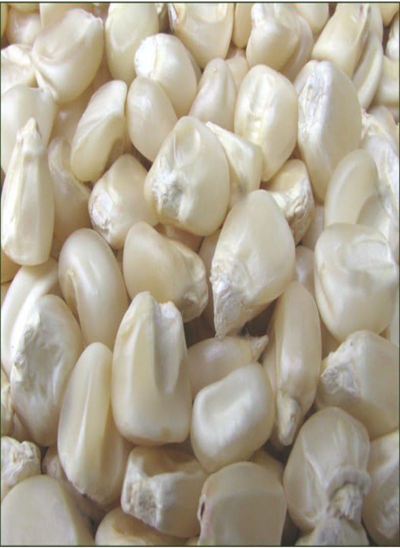 GGOOT Hickory King White Dent Corn Seeds for Planting 50 Seeds. 1 Ounce of Seeds. Heirloom Non GMO Garden Vegetable Bulk Survival Wildlife Deer Foodplot  - Image 1