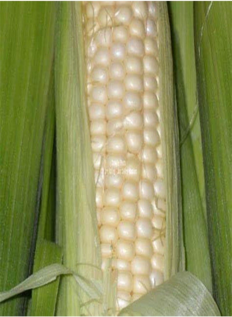 GGOOT Hickory King White Dent Corn Seeds for Planting 50 Seeds. 1 Ounce of Seeds. Heirloom Non GMO Garden Vegetable Bulk Survival Wildlife Deer Foodplot  - Image 3