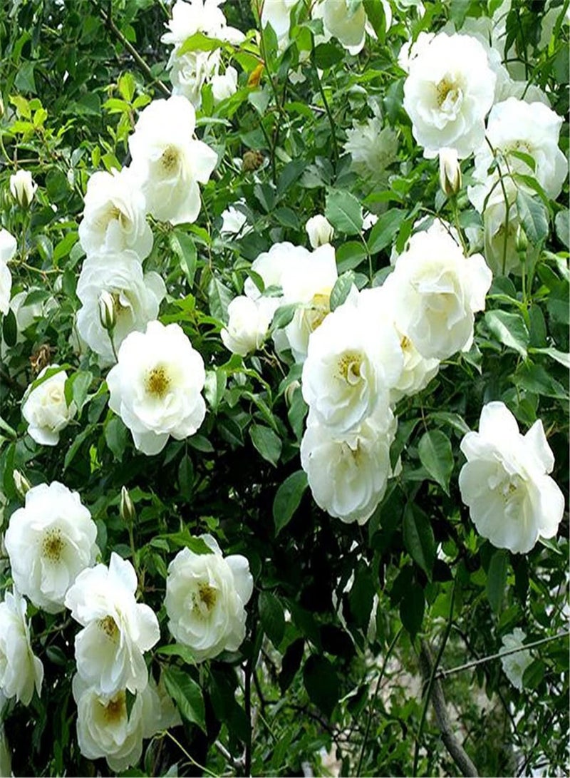 GGOOT Scented Jasmine Seeds for Planting/Charming Fragrance/Provoked Envy of Neighbors/Cute Pop Flower/Heirloom Garden Seeds-200 Seeds - Image 2
