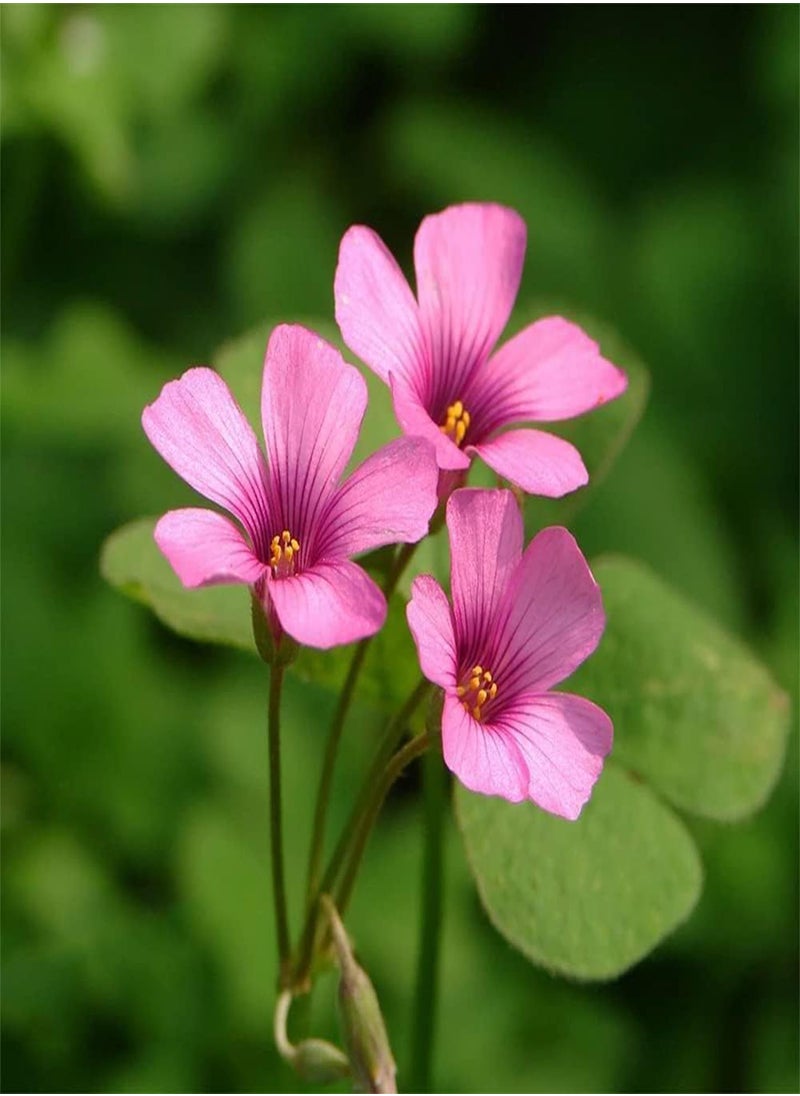 GGOOT 10pcs Pink Oxalis seeds Low Maintenance Natural Growth Make Hanging Basket Beautiful Garden Decoration Create Aromatic Landscaping Decoration  - Image 1