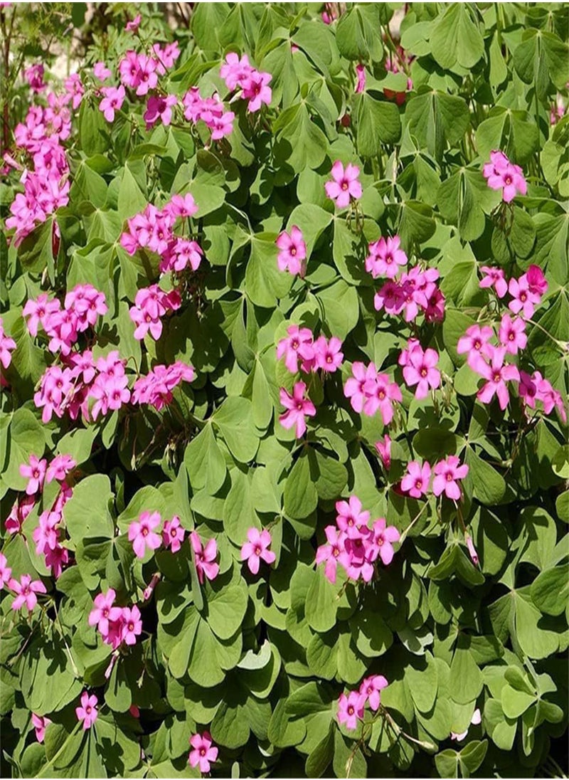 GGOOT 10pcs Pink Oxalis seeds Low Maintenance Natural Growth Make Hanging Basket Beautiful Garden Decoration Create Aromatic Landscaping Decoration  - Image 2