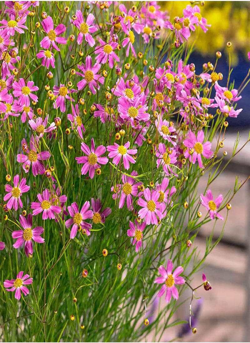 GGOOT American Dream Pink Coreopsis Seeds - 500 Pcs Perennial & Hardy Flower Seeds for Planting w/Fine Foliage, Ideal for Borders, Pollinator-Friendly Gardens, & Low-Maintenance Landscaping  - Image 1