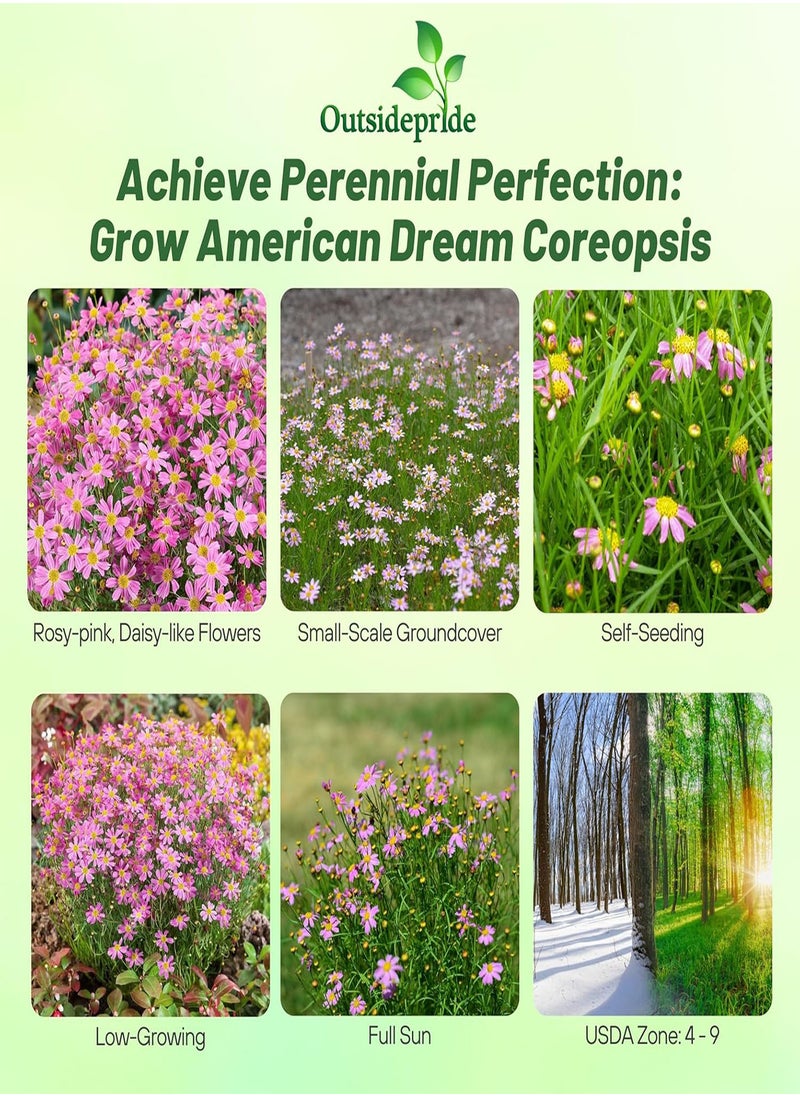 GGOOT American Dream Pink Coreopsis Seeds - 500 Pcs Perennial & Hardy Flower Seeds for Planting w/Fine Foliage, Ideal for Borders, Pollinator-Friendly Gardens, & Low-Maintenance Landscaping  - Image 2