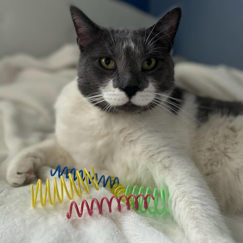 spot Ethical Wide Colorful Springs Cat Toy for Active Play - Image 2