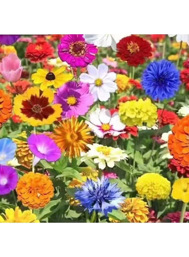 43℃ 1000 قطعة من بذور الزهور البرية المختلطة لزراعة بذور الزهور للزراعة - بذور ممتازة للمبتدئين أفضل البذور للزراعة في الحديقة والعشب الداخلي والخارجي - Image 2