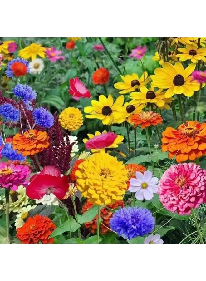 43℃ 1000 قطعة من بذور الزهور البرية المختلطة لزراعة بذور الزهور للزراعة - بذور ممتازة للمبتدئين أفضل البذور للزراعة في الحديقة والعشب الداخلي والخارجي - Image 3