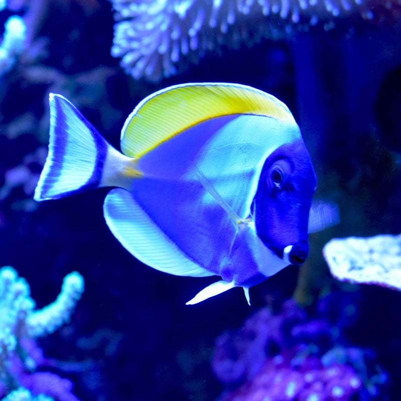 Seachem Cupramine, 500 mL / 17 fl. oz. - Image 2