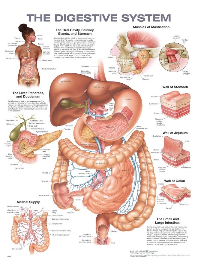 The Digestive System Anatomical Chart 
