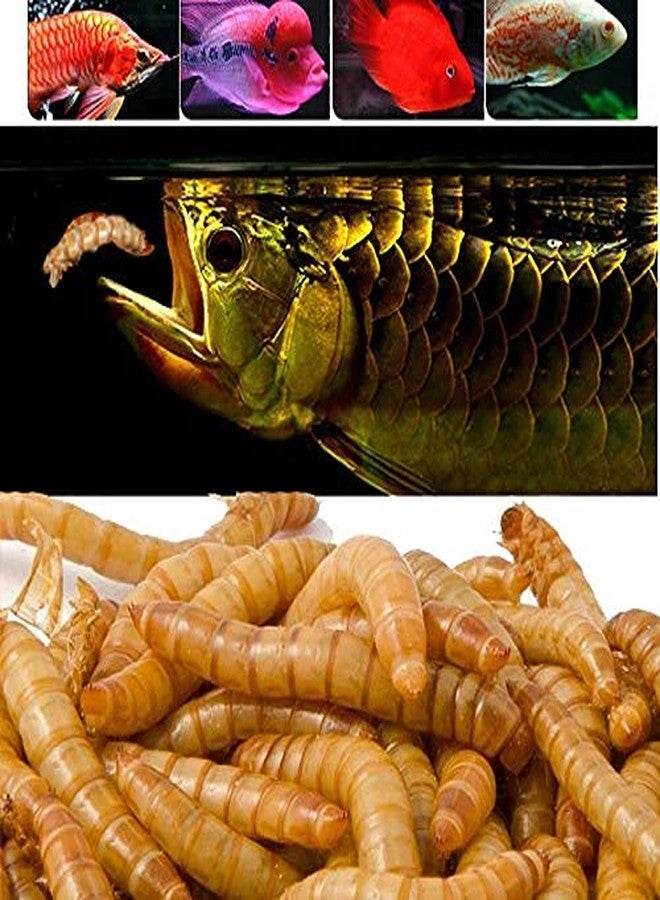 Western Era Healthy Natural Treat Dried Mealworm for Fishes (Oscar, Arowana, Parrot Fish, and Other Fishes) (50 Grms) - Image 1