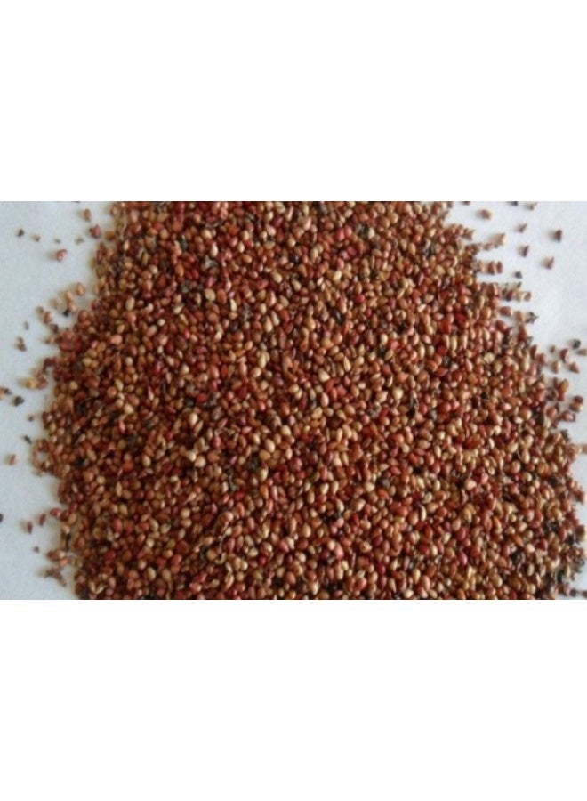 228PCS Super Sweet Strawberry Seeds Mixed Type Strawberry Seeds  For Home Garden Planting - Image 2