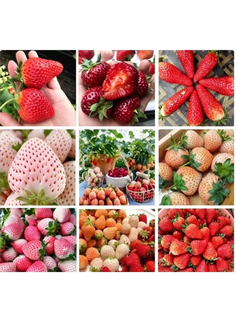 228PCS Super Sweet Strawberry Seeds Mixed Type Strawberry Seeds  For Home Garden Planting - Image 1