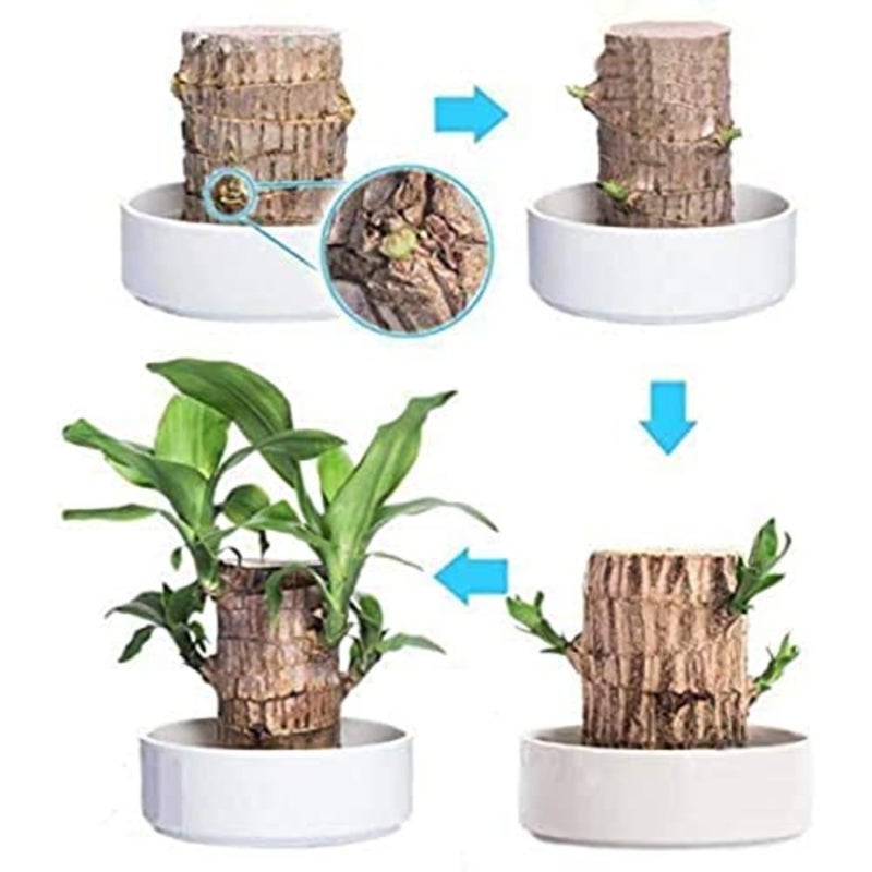 Mini Brazil Lucky Wood - Magical Sprouting Lucky Bamboo, Hydroponic Potted Stump, Indoor Office Desk Plant, Air-Purifying Mini Plant Brazilian Wood + Decorative Doll 3 PCS Set - Image 4