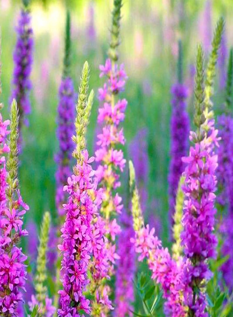 جي جوت 10 بذور لنباتات البرك من نوع وردة أرجوانية معمرة، ليثروم النحل والفراشات - Image 4