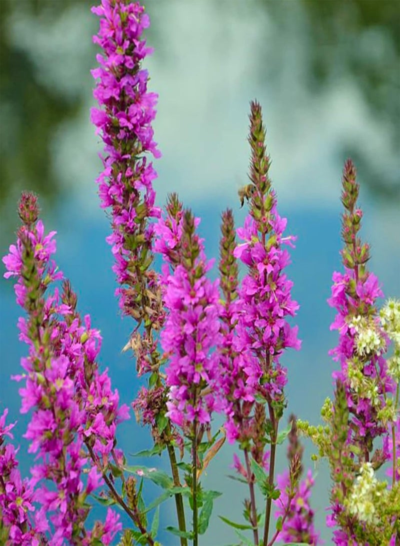 جي جوت 10 بذور لنباتات البرك من نوع وردة أرجوانية معمرة، ليثروم النحل والفراشات - Image 3