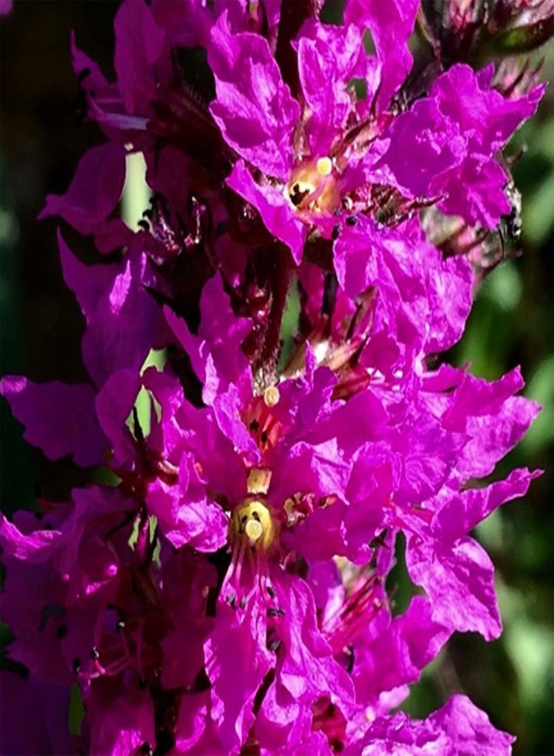 جي جوت 10 بذور لنباتات البرك من نوع وردة أرجوانية معمرة، ليثروم النحل والفراشات - Image 1